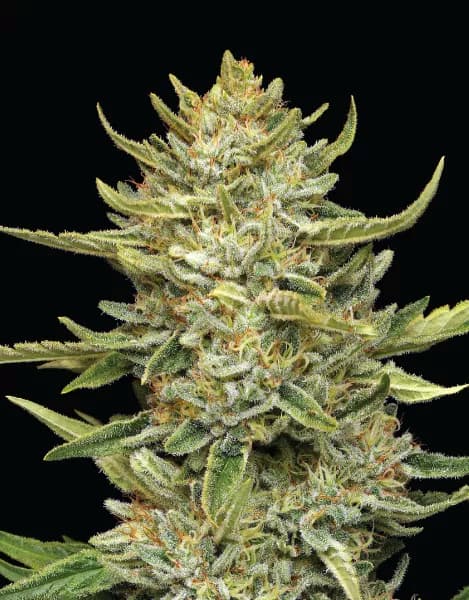 California Sour Diesel Auto > Humboldt Seeds Company | Autoflowering Cannabis   |  Sativa